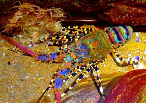 The Cultural Significance of Rainbow Blue Lobsters